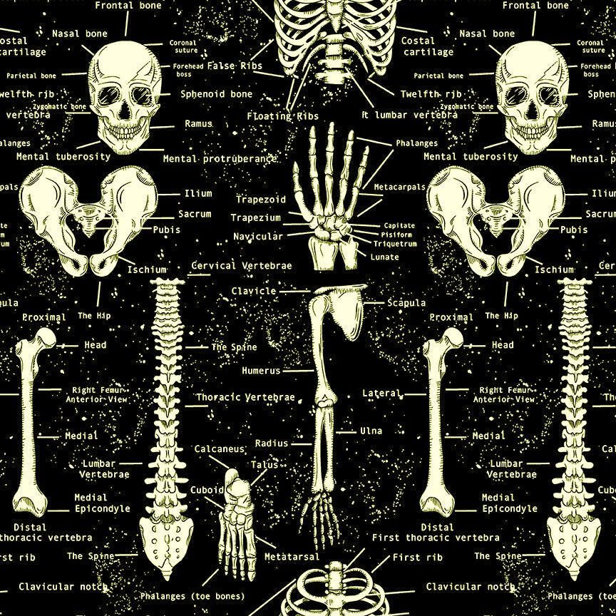 Timeless Treasures -  Glow In The Dark Skeletons